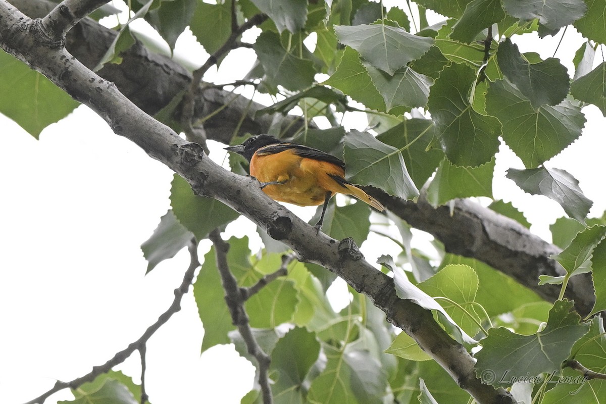Baltimore Oriole - ML638325688