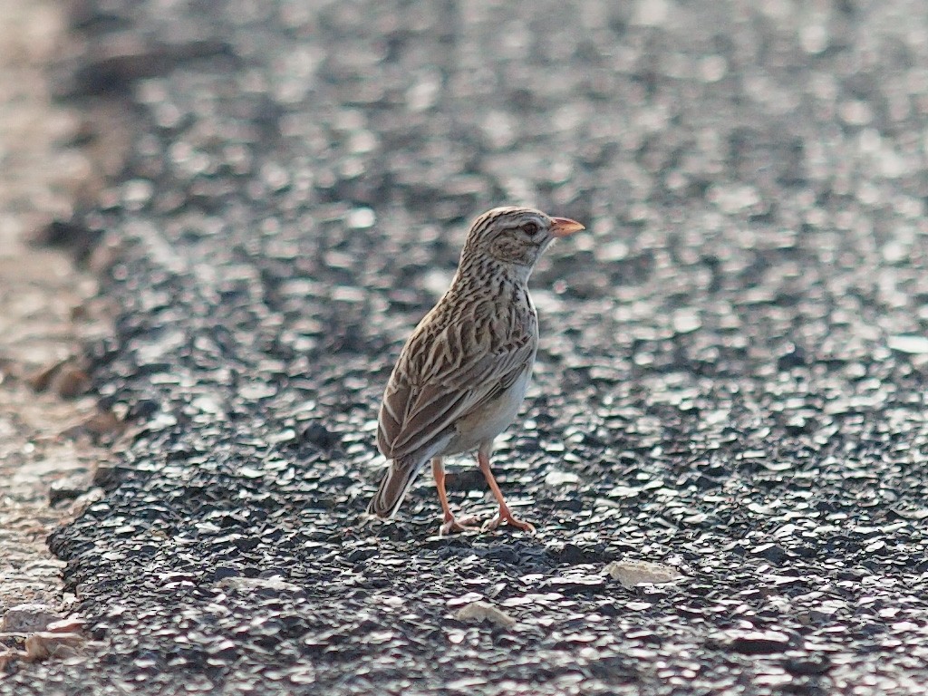 Madagascar Lark - ML638325689