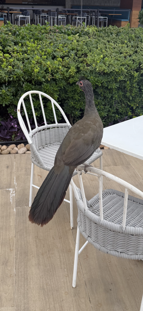 Rufous-bellied Chachalaca - ML638325693