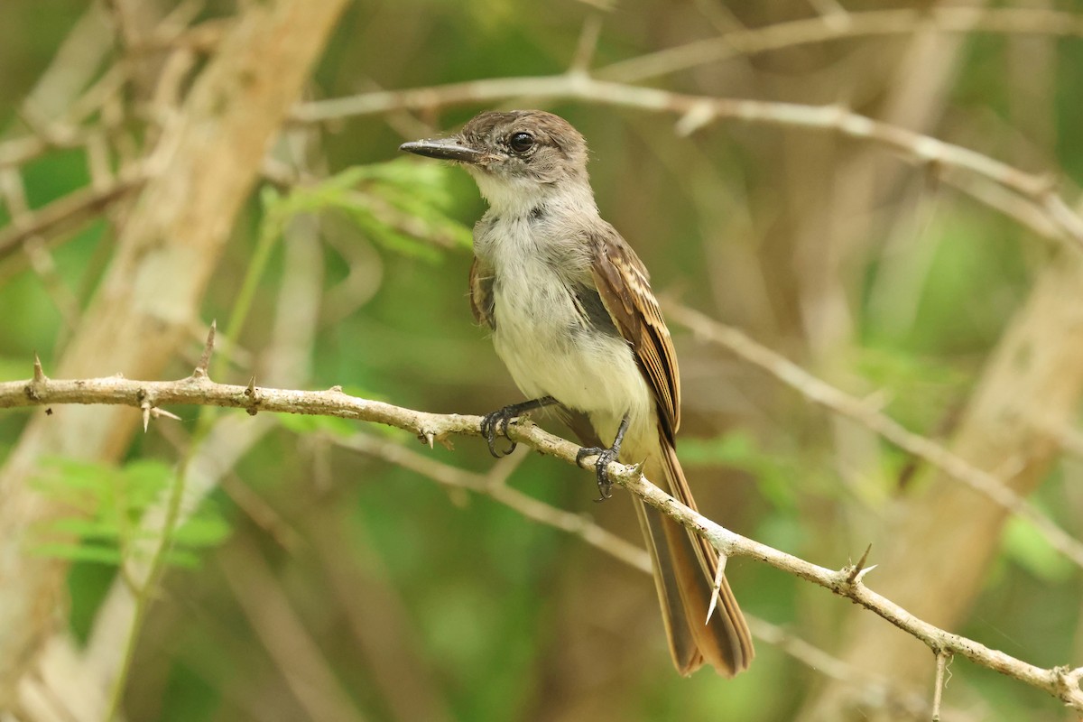 La Sagra's Flycatcher - ML638325697