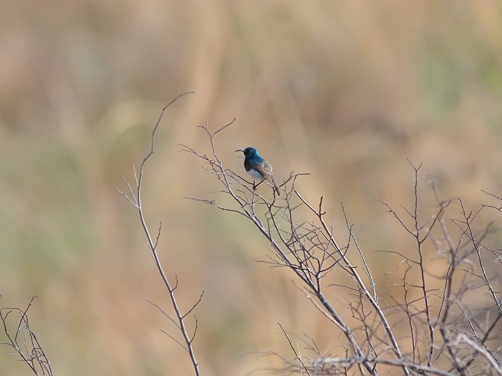 Souimanga Sunbird - ML638325698