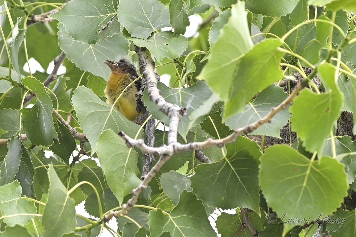 Baltimore Oriole - ML638325701