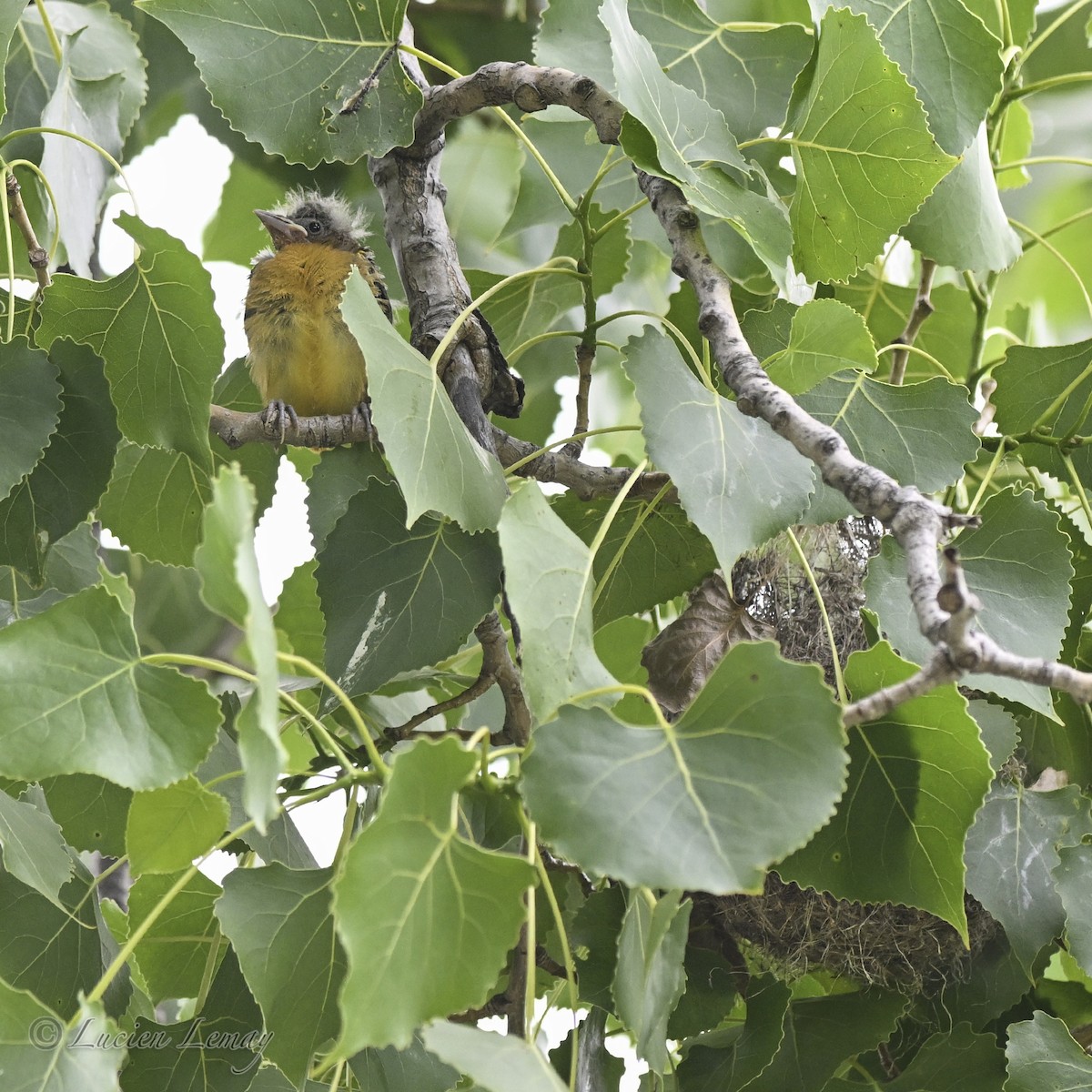 Baltimore Oriole - ML638325711
