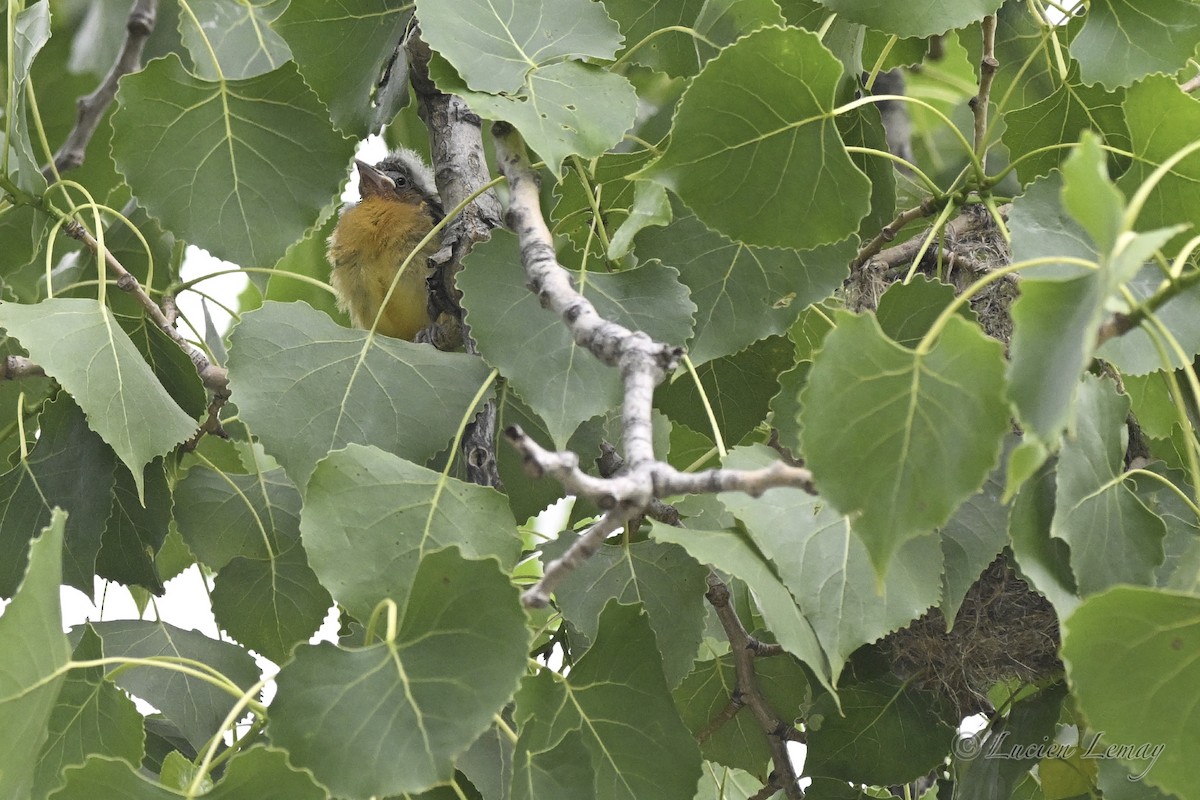 Baltimore Oriole - ML638325720