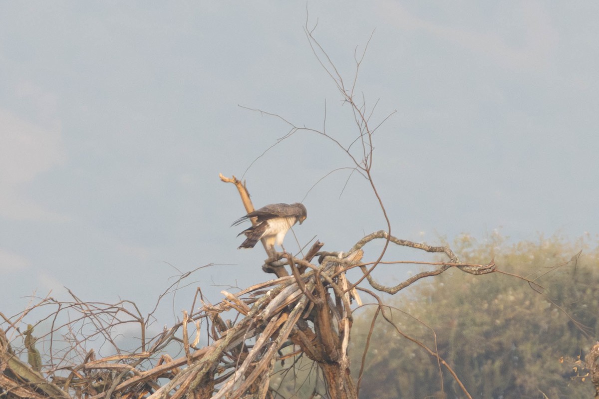 Beaudouin's Snake-Eagle - ML638325721