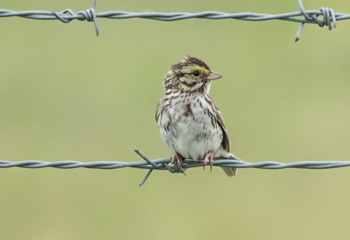 Savannah Sparrow (Savannah) - ML638325723