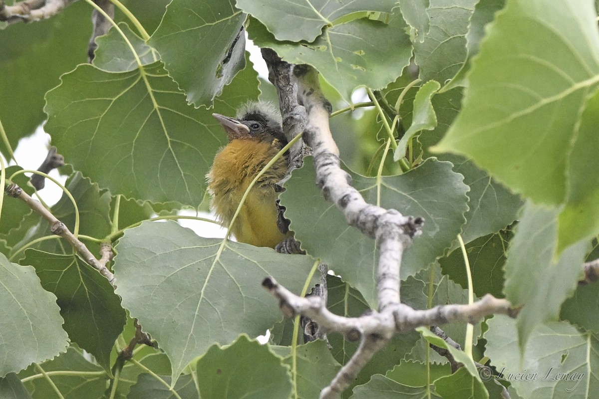 Baltimore Oriole - ML638325724