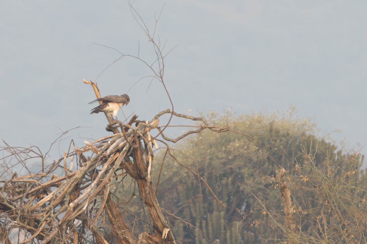Beaudouin's Snake-Eagle - ML638325730