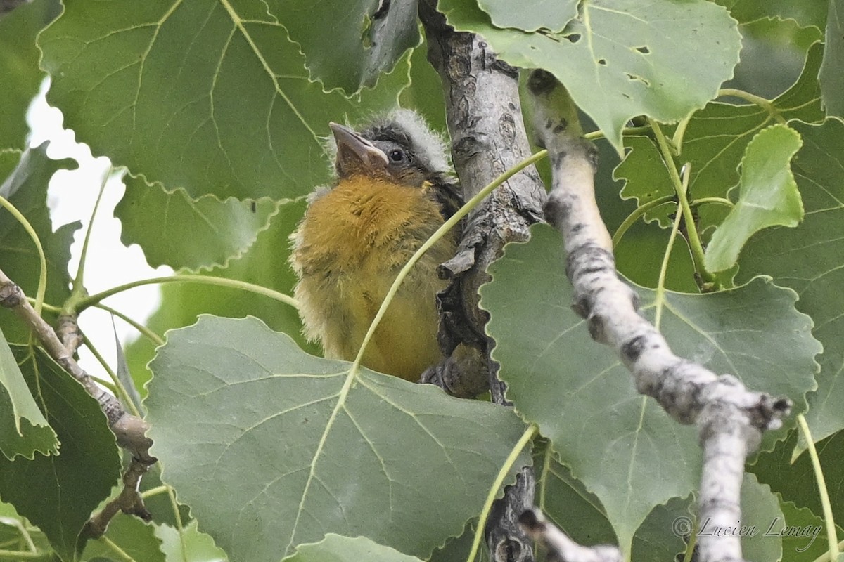 Baltimore Oriole - ML638325731
