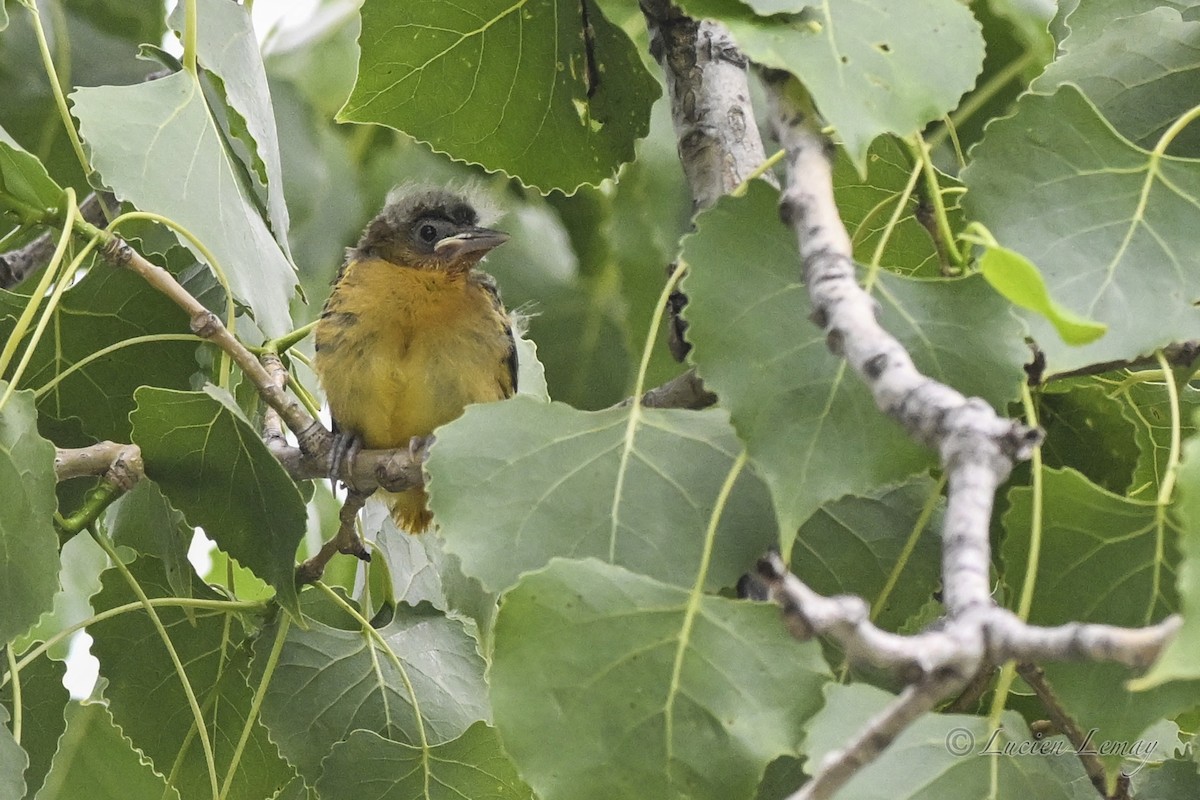 Baltimore Oriole - ML638325732
