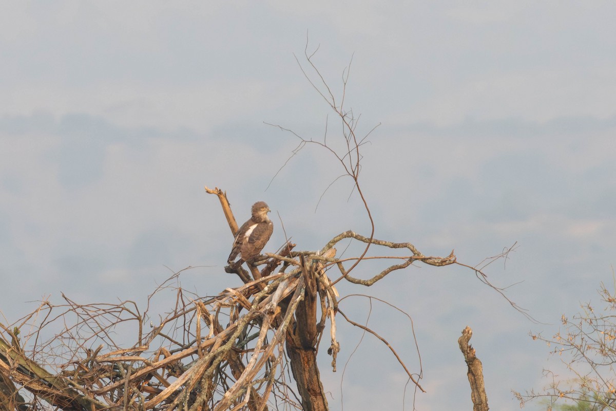 Beaudouin's Snake-Eagle - ML638325733