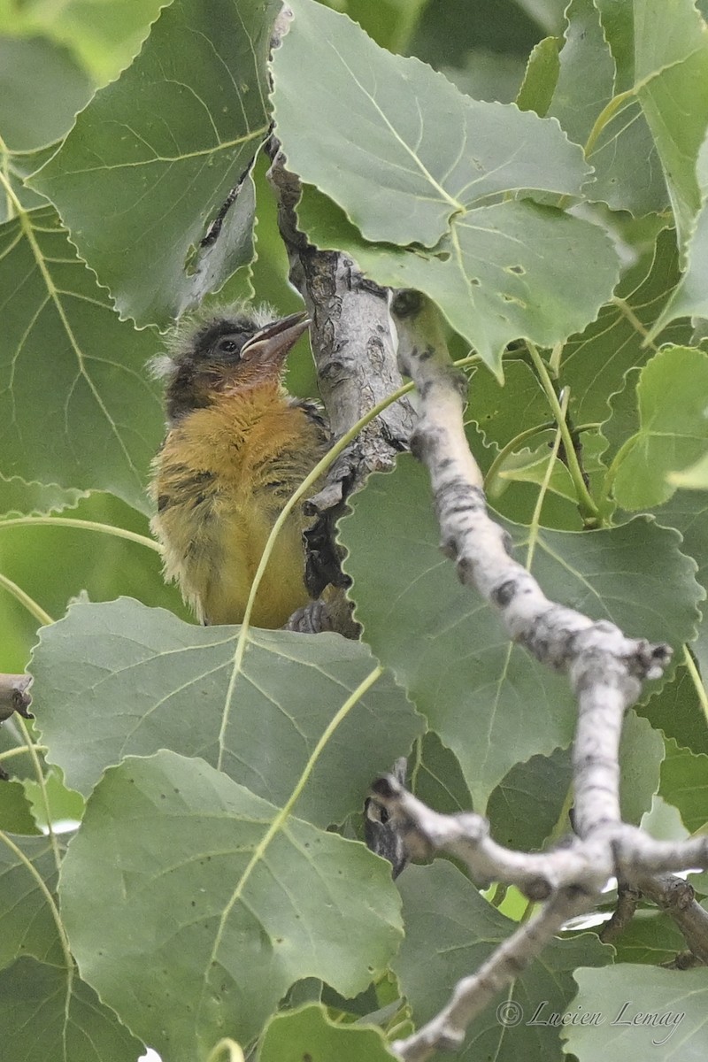 Baltimore Oriole - ML638325734