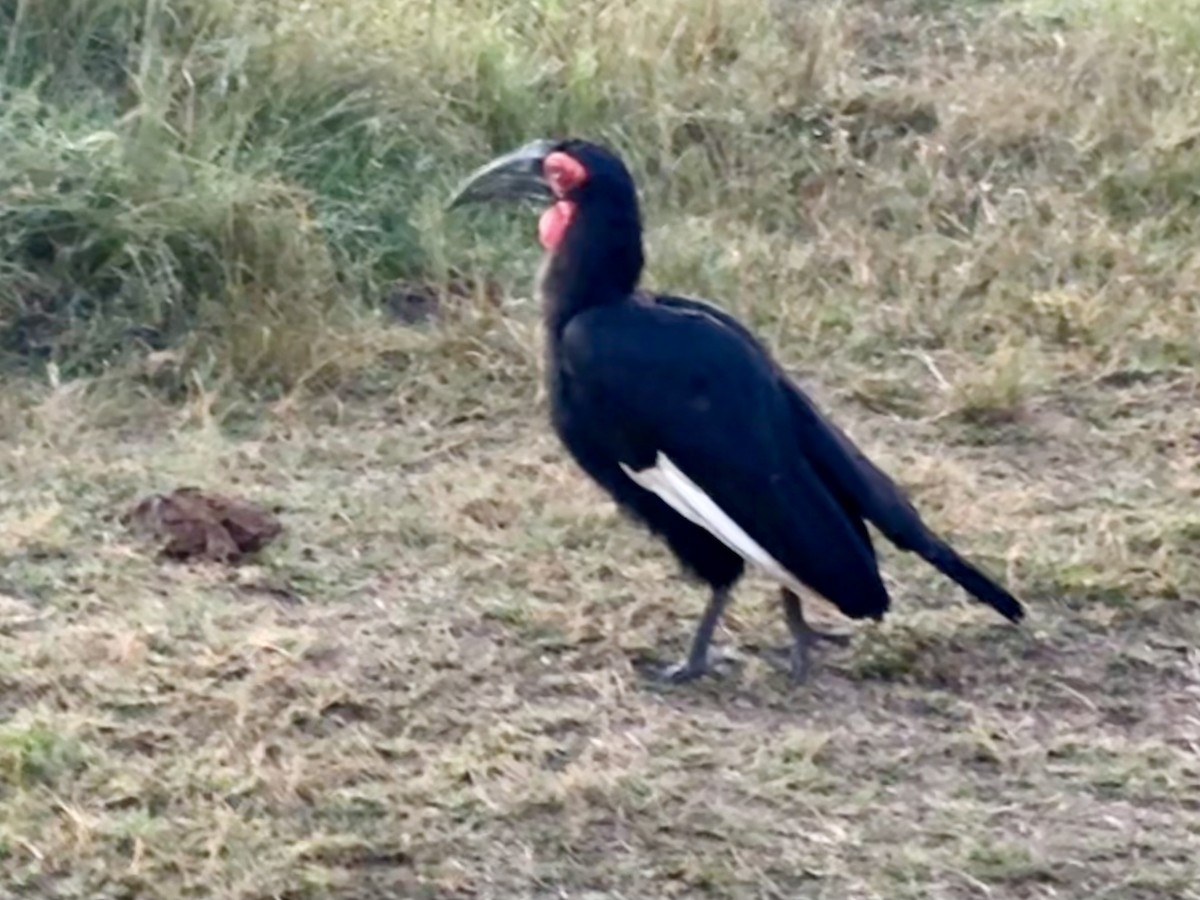Southern Ground-Hornbill - ML638325745