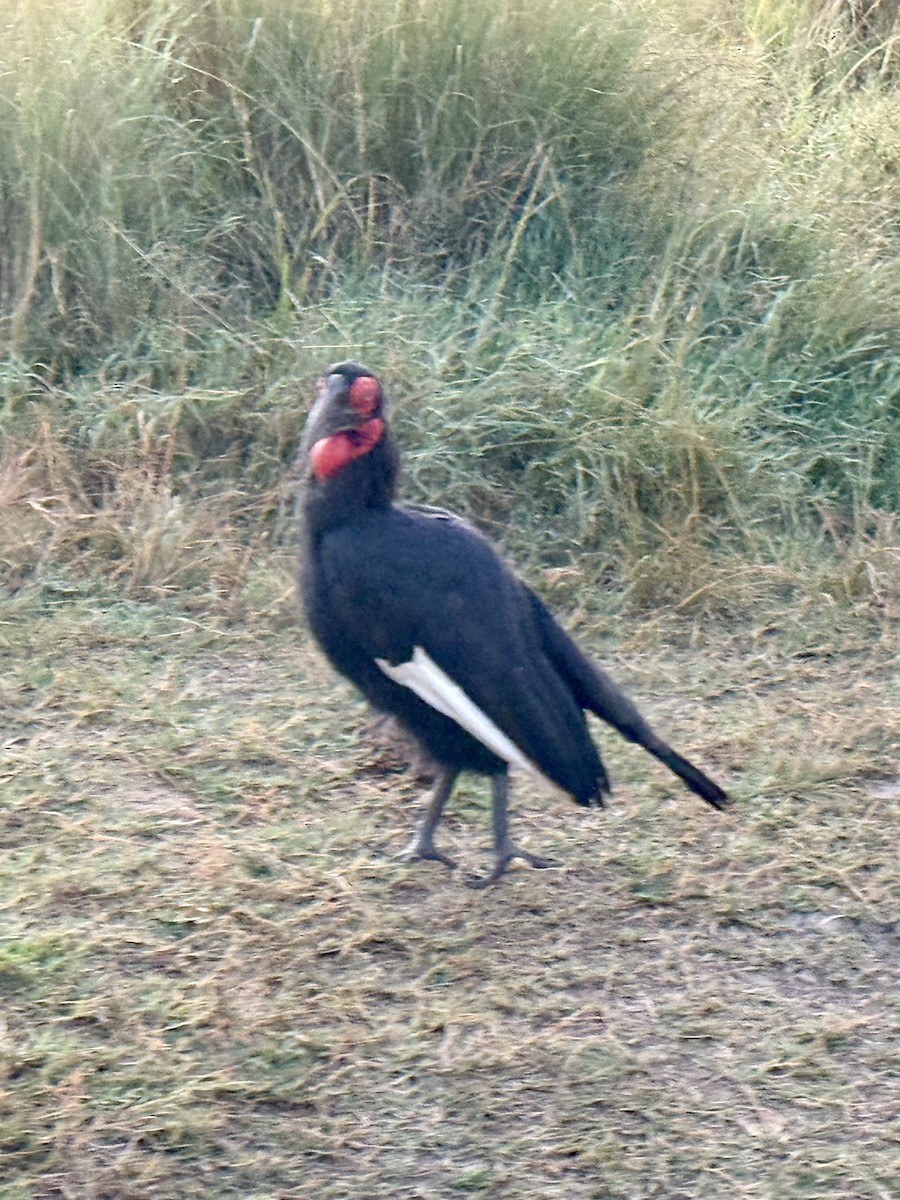 Southern Ground-Hornbill - ML638325746