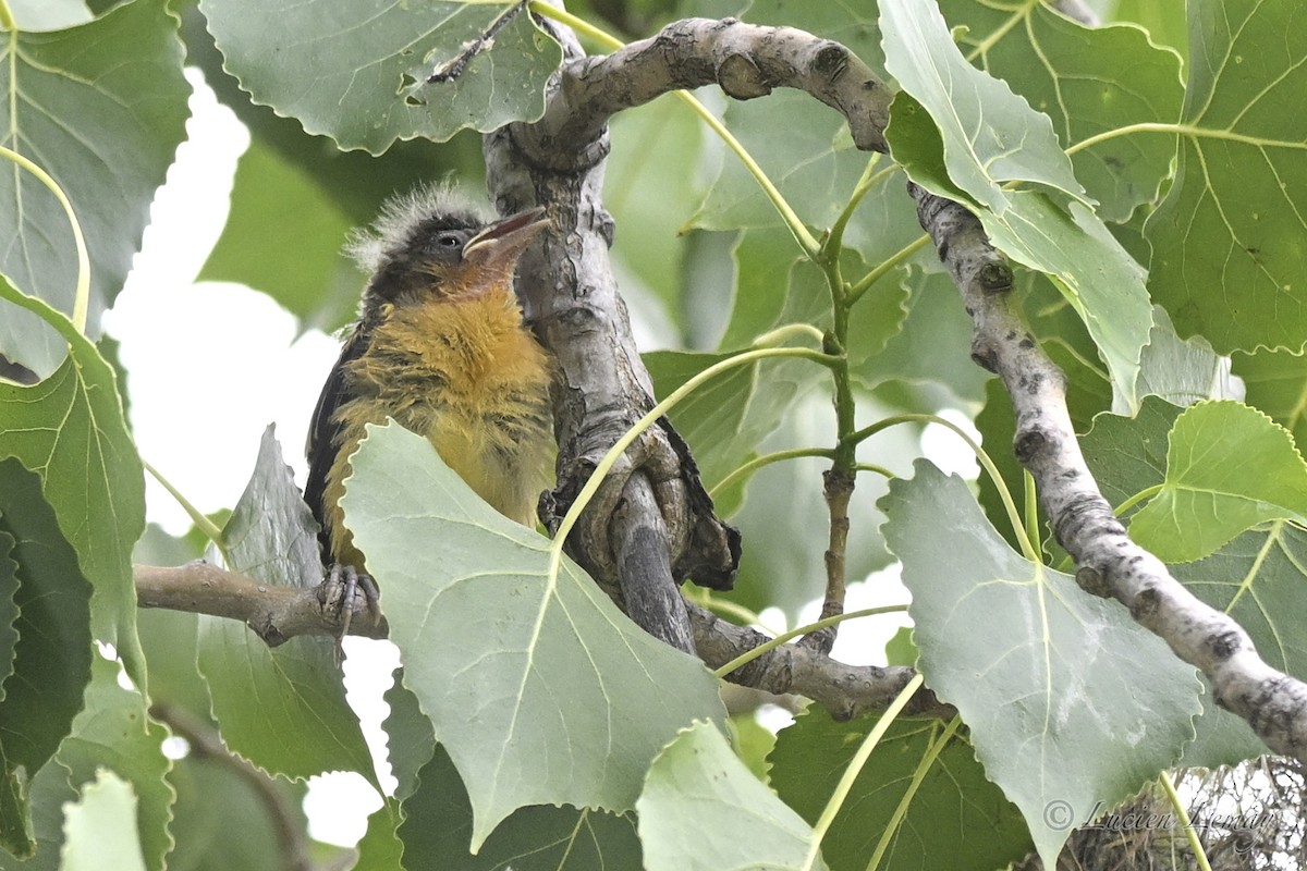 Baltimore Oriole - ML638325752