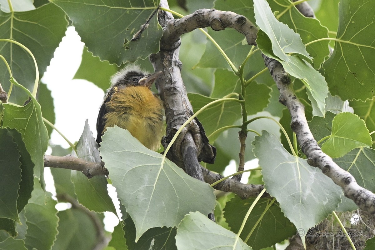Baltimore Oriole - ML638325753
