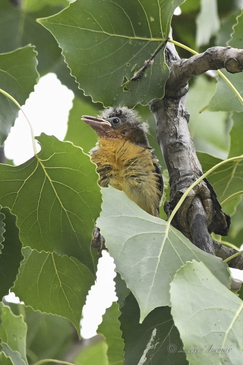 Baltimore Oriole - ML638325763