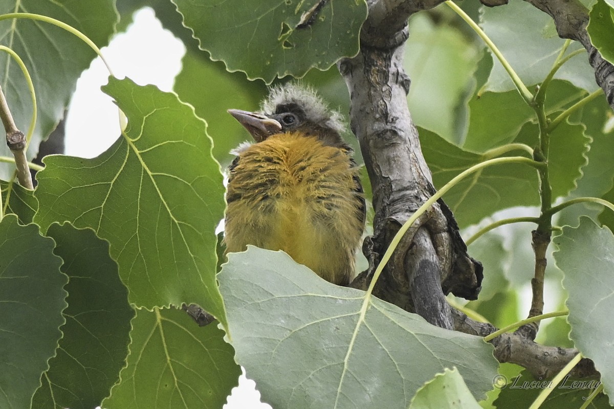 Baltimore Oriole - ML638325773