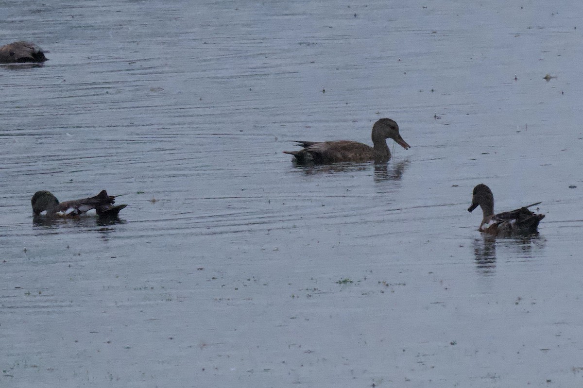 American Wigeon - ML638325785