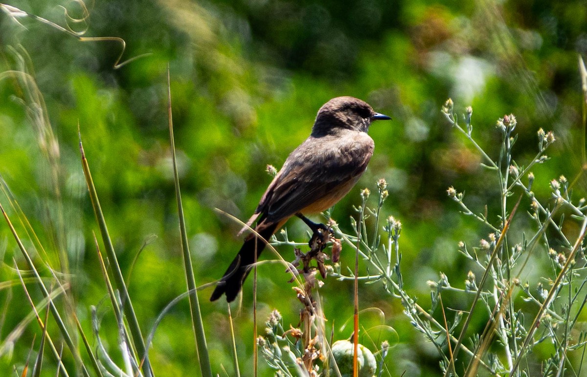 Say's Phoebe - ML638325786