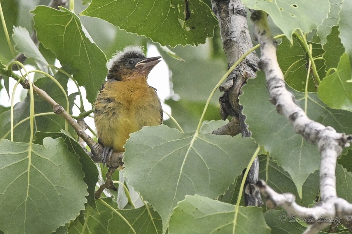 Baltimore Oriole - ML638325787