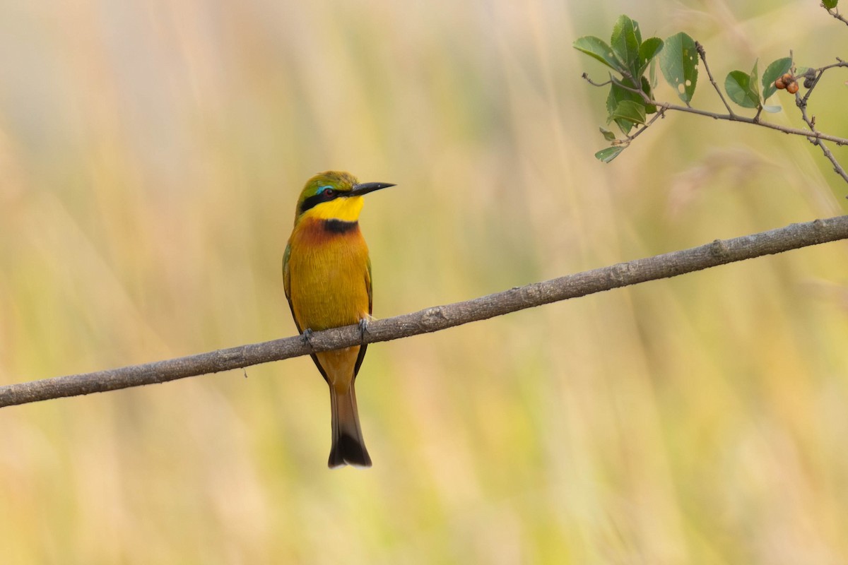 Little Bee-eater - ML638325792