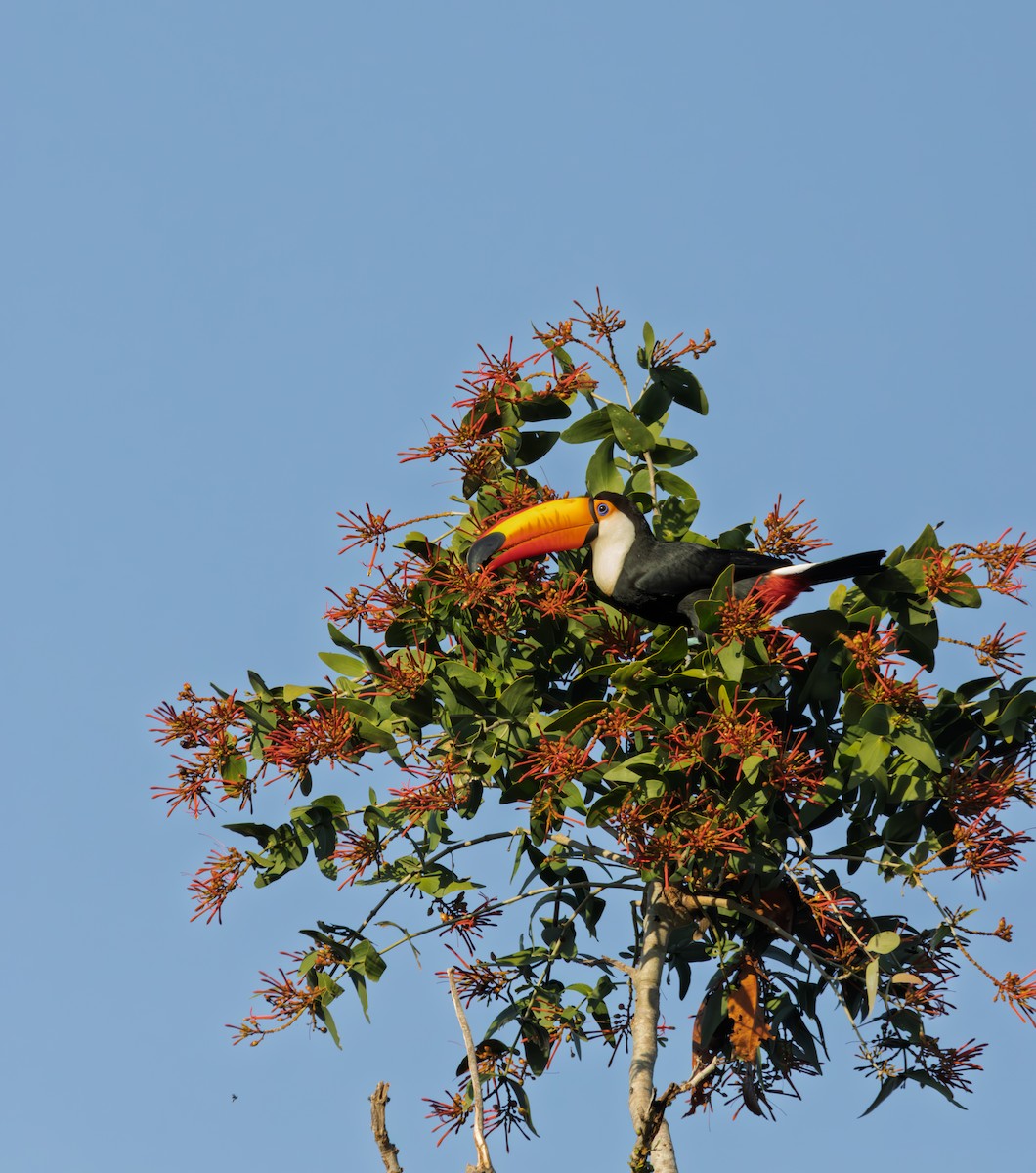 Toco Toucan - ML638325794
