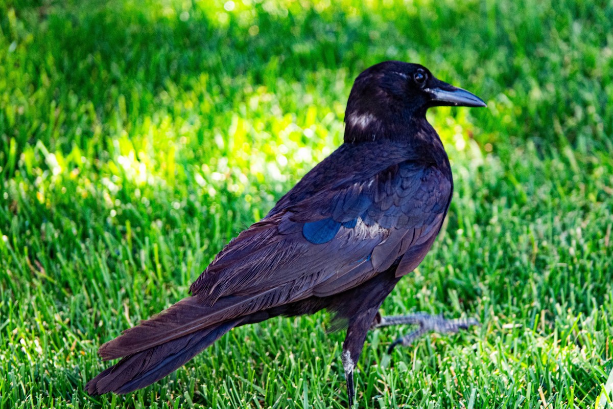 American Crow - ML638325804