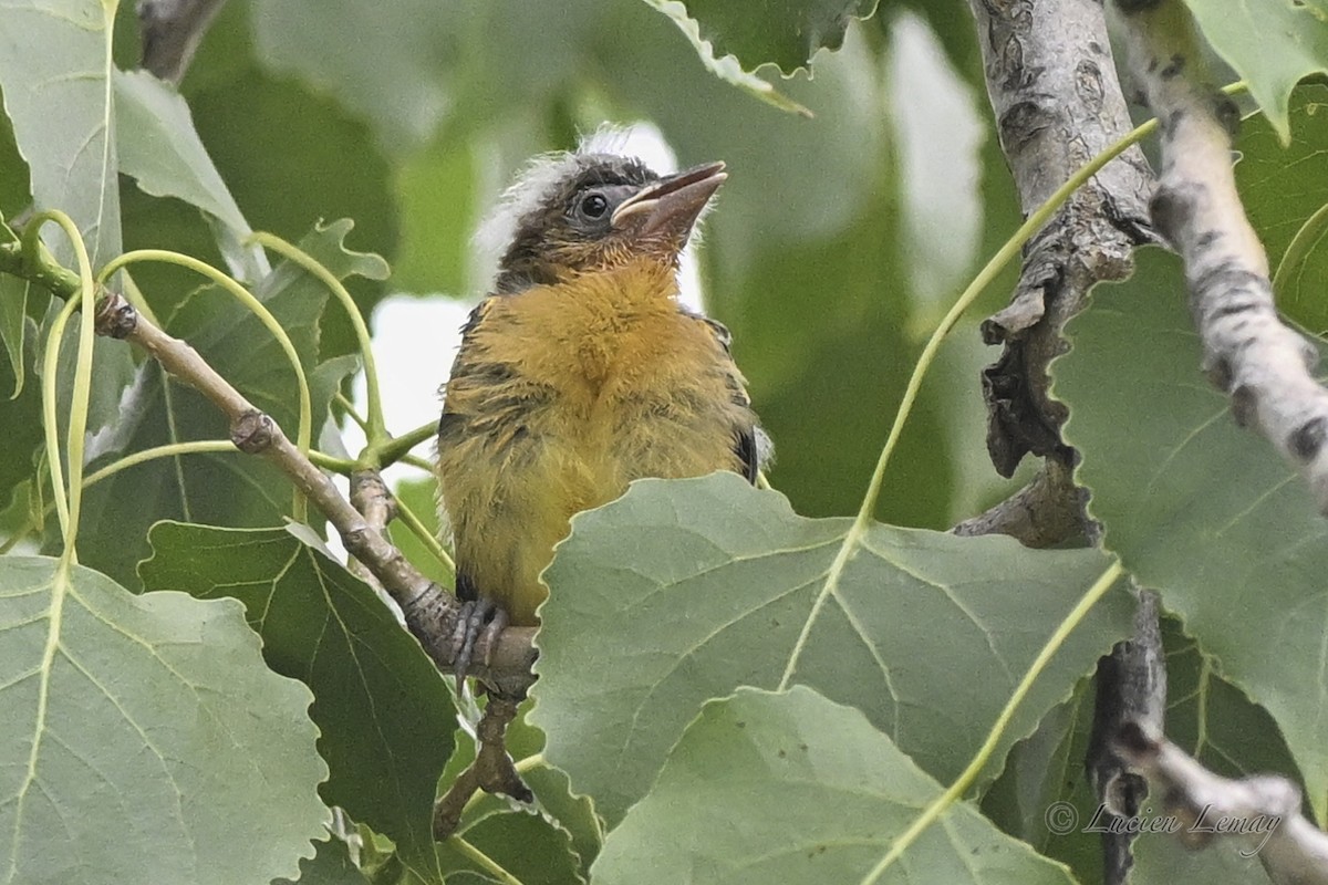 Baltimore Oriole - ML638325805