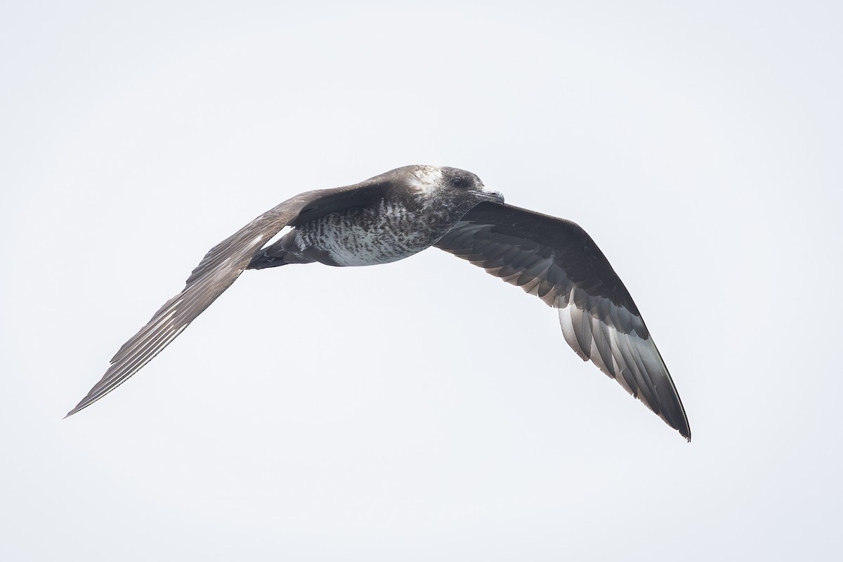 Pomarine Jaeger - ML638325807