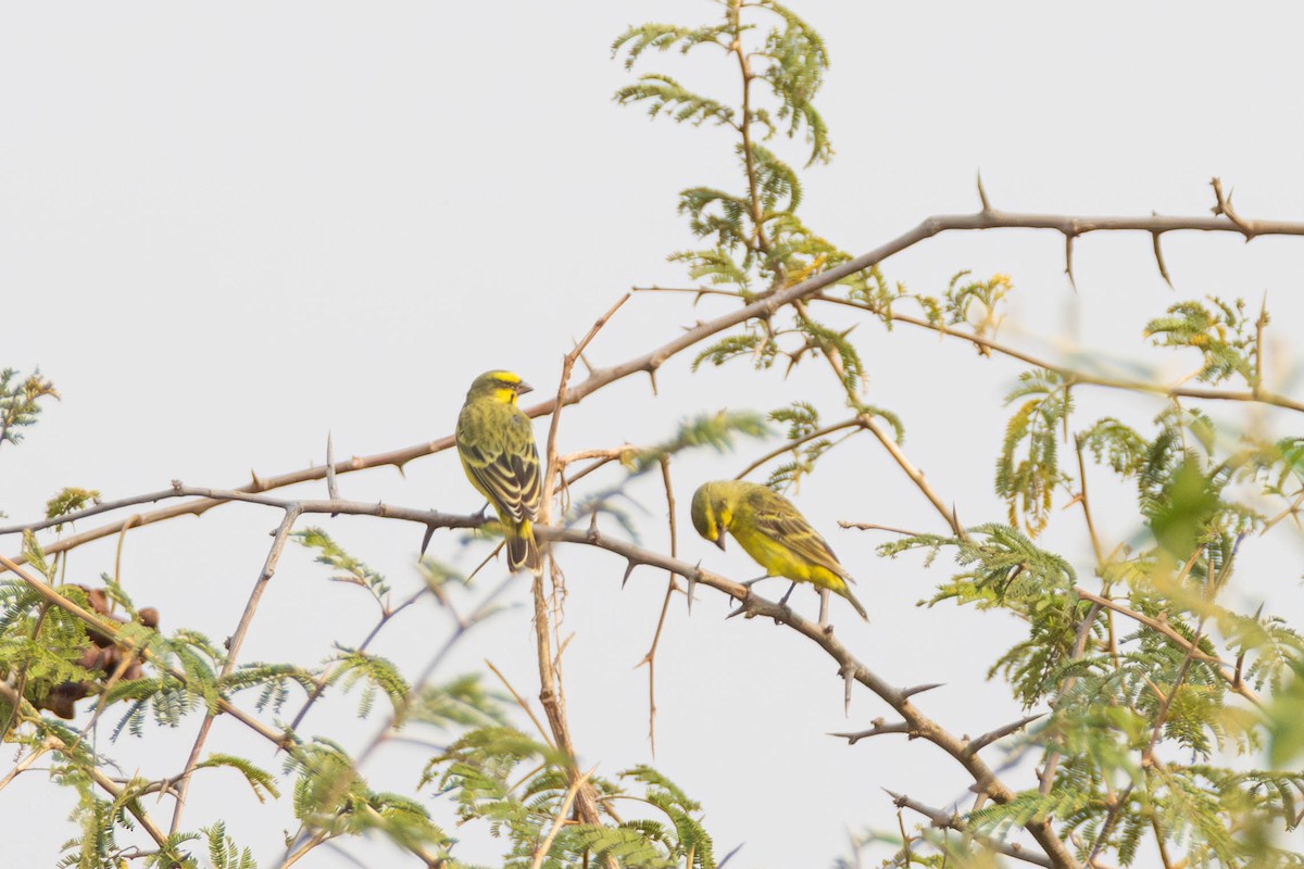 Yellow-fronted Canary - ML638325809
