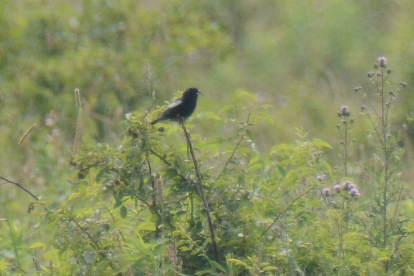 Lark Bunting - ML638325812