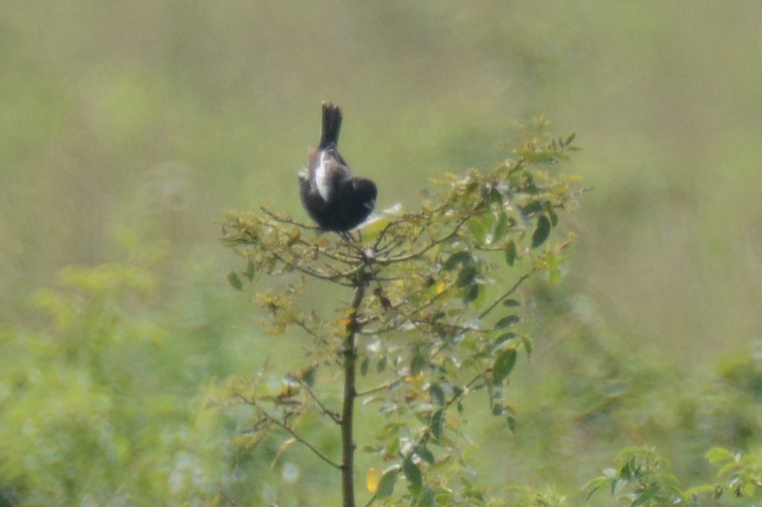 Lark Bunting - ML638325814