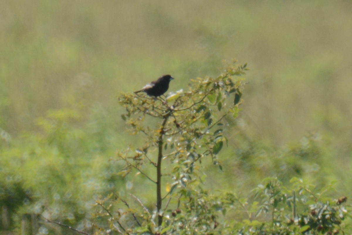 Lark Bunting - ML638325815