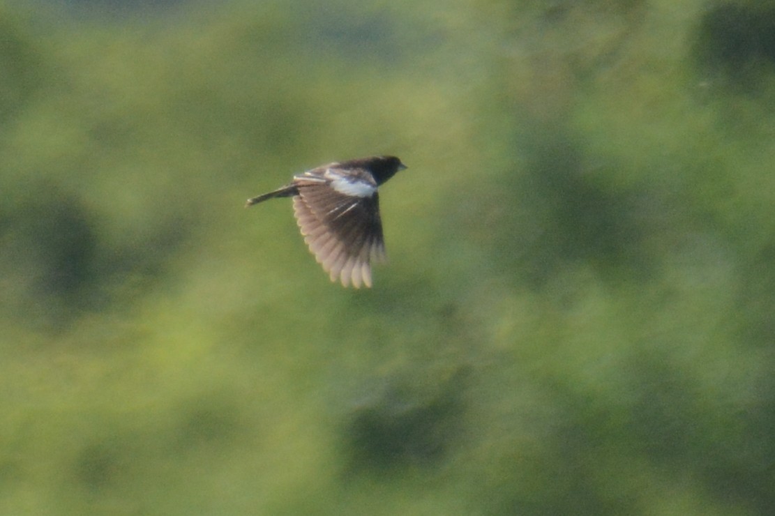 Lark Bunting - ML638325816