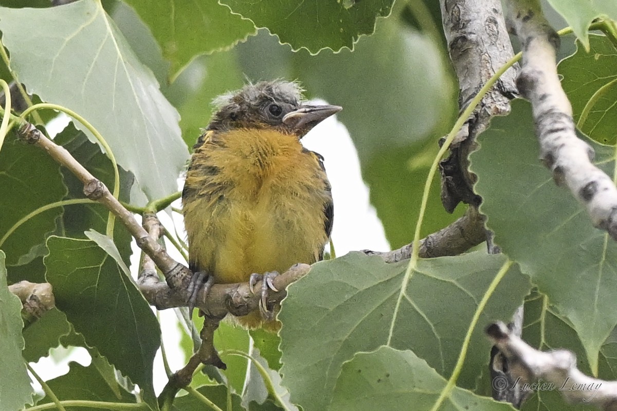 Baltimore Oriole - ML638325817