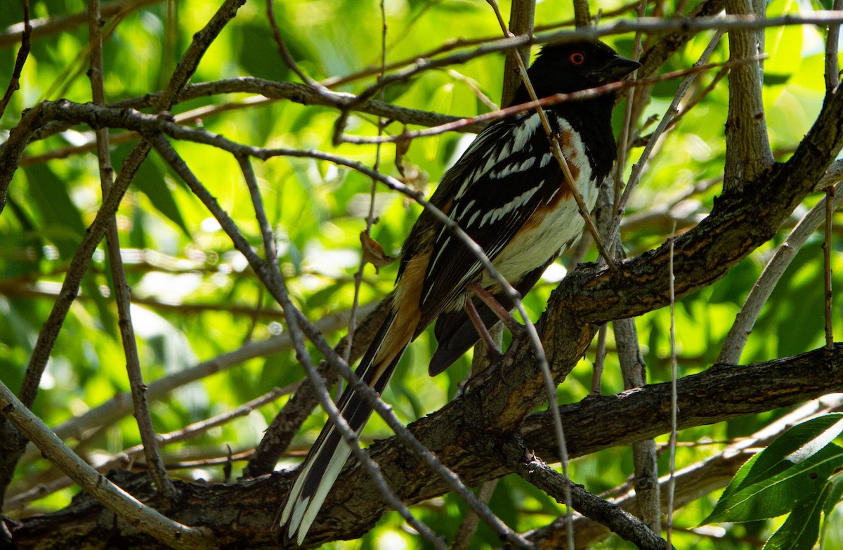 ホシワキアカトウヒチョウ - ML638325833