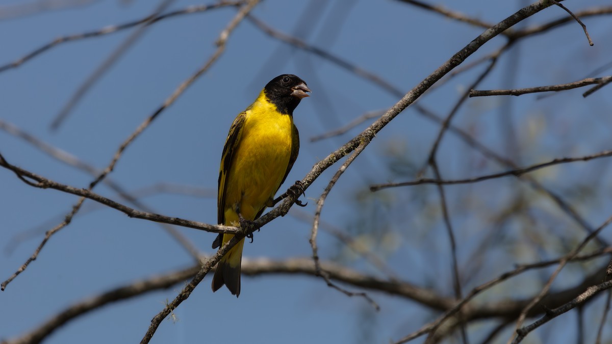 Hooded Siskin - ML638325836