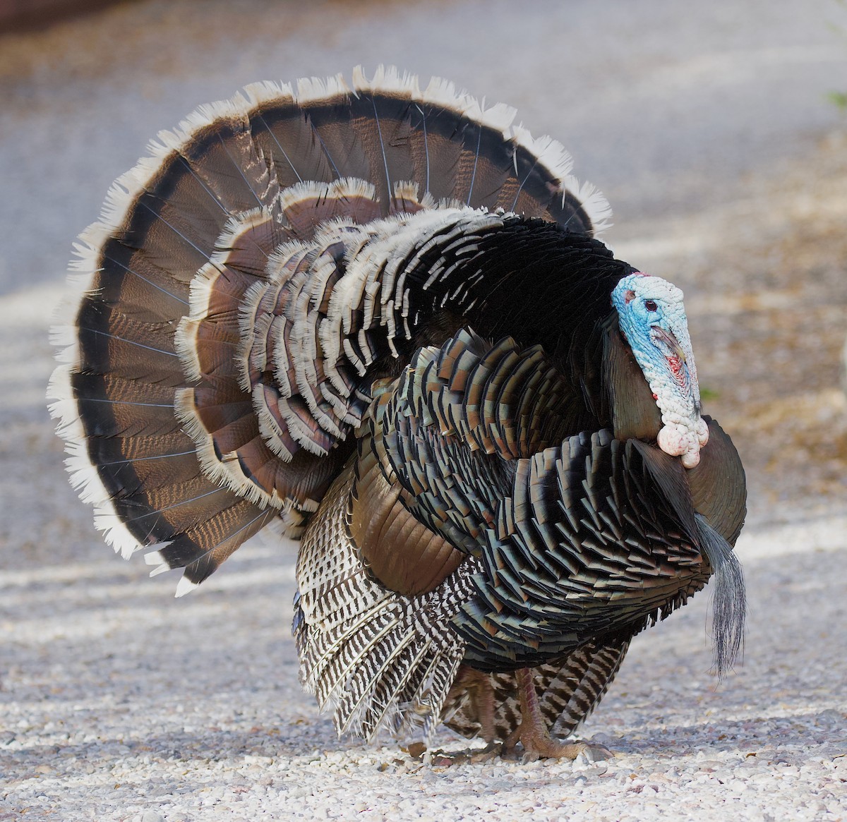 Wild Turkey - ML638325841