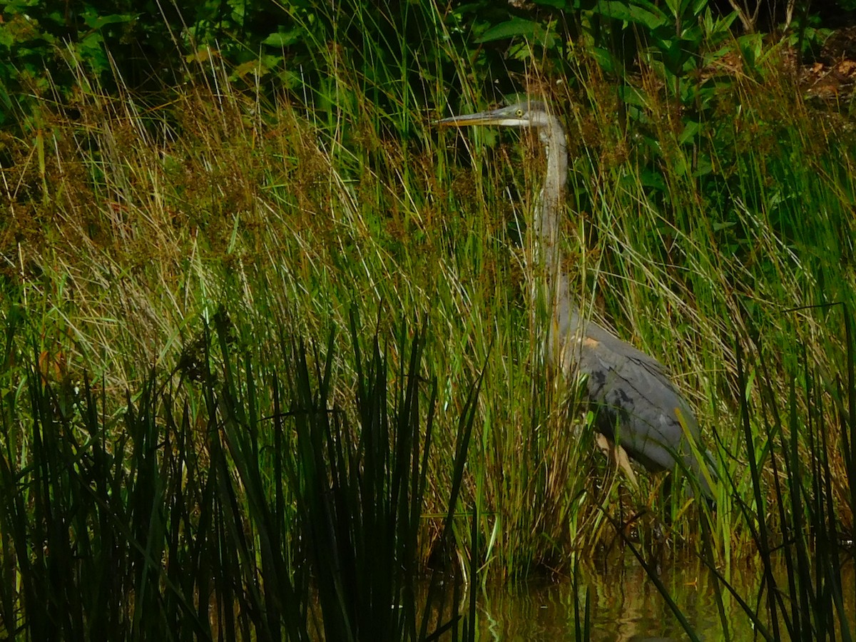 Garza Azulada - ML638325843