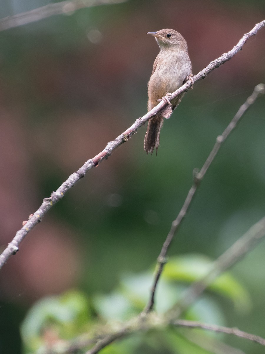 Northern House Wren - ML638325849