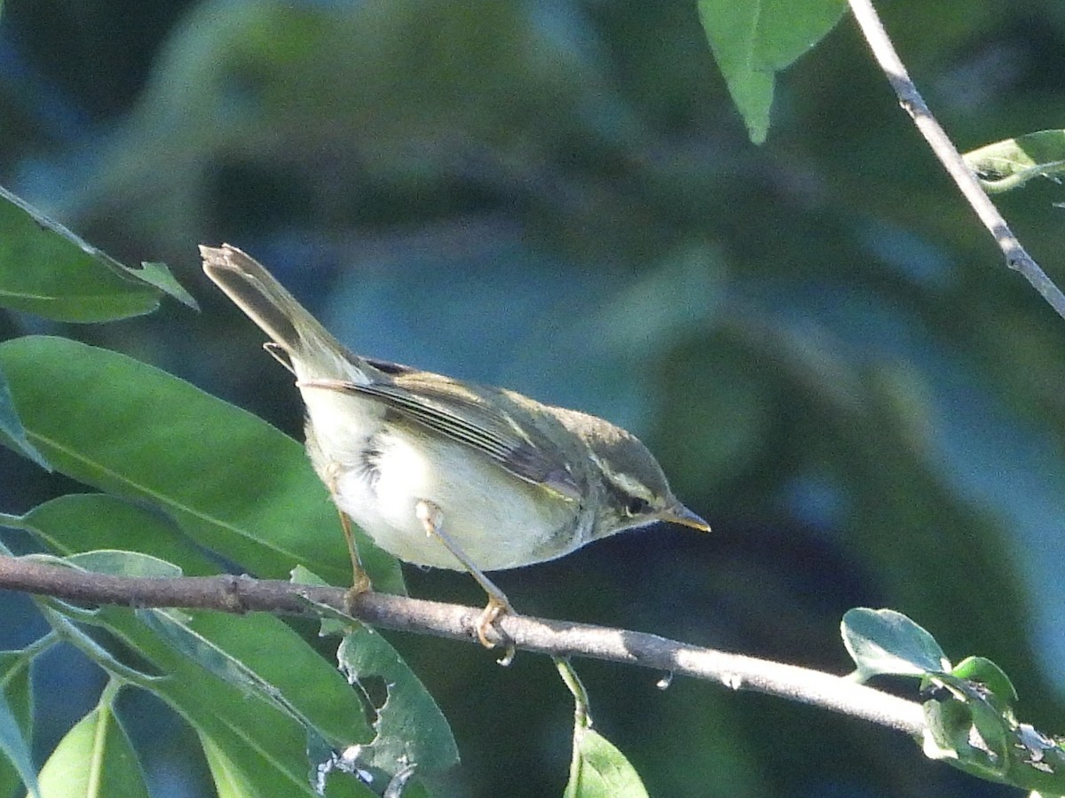Yellow-browed Warbler - ML638325854