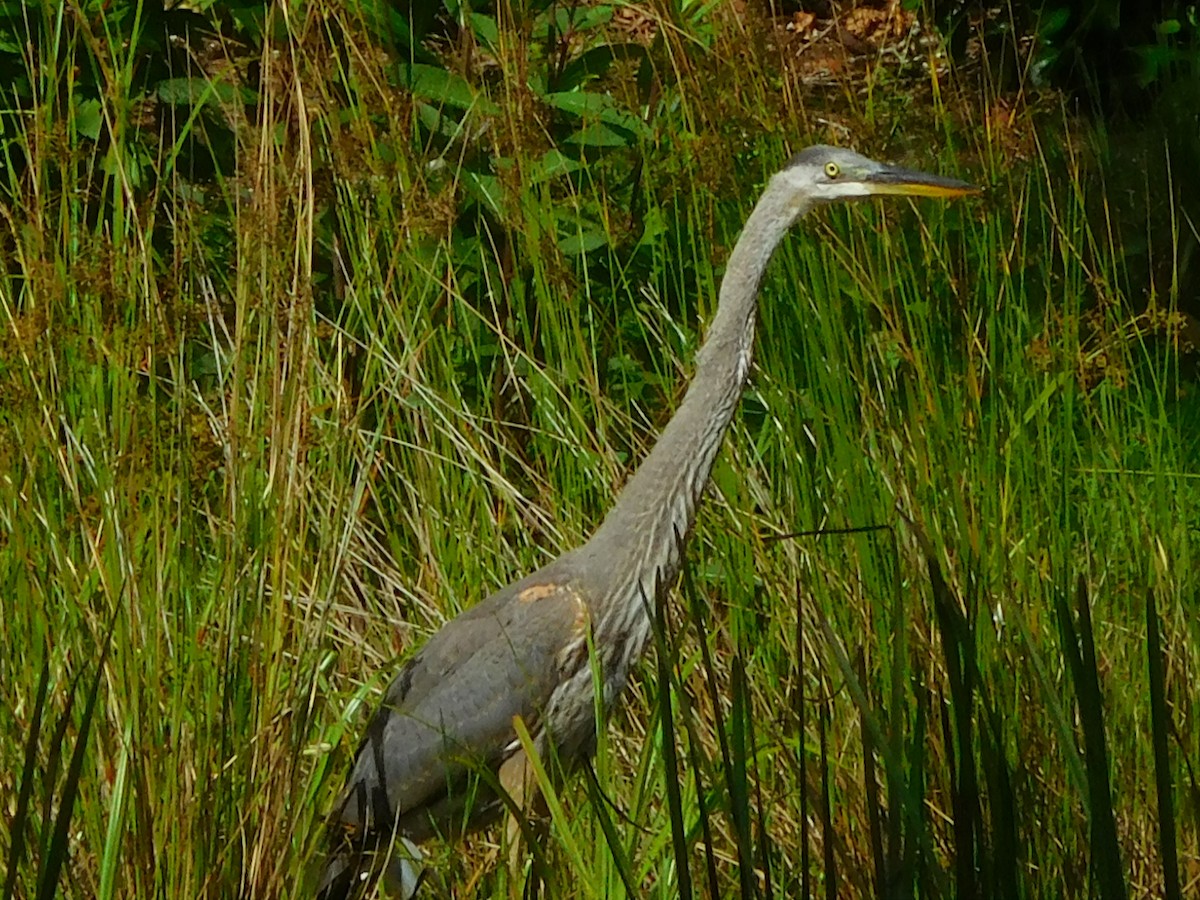 Garza Azulada - ML638325858