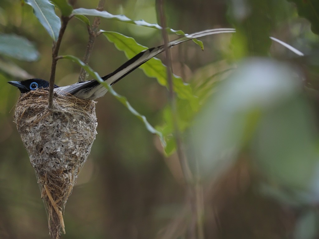 Malagasy Paradise-Flycatcher - ML638325860