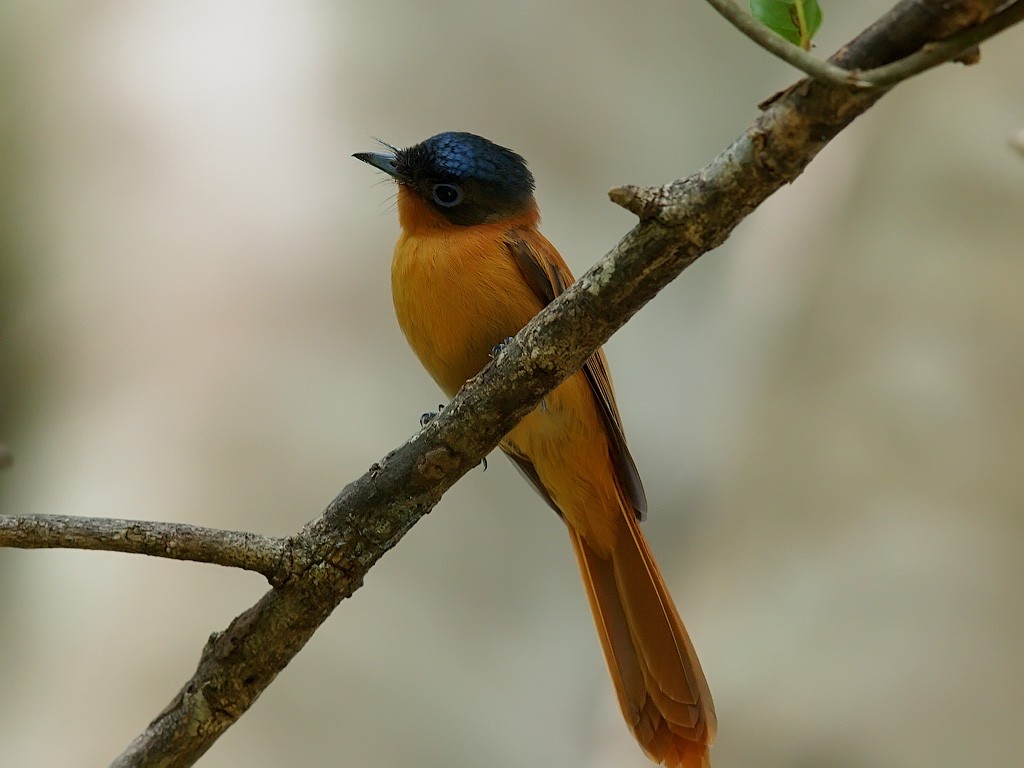 Malagasy Paradise-Flycatcher - ML638325861