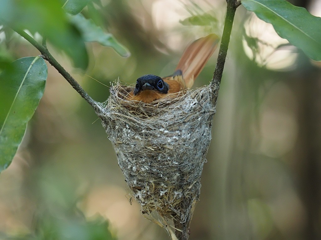 Malagasy Paradise-Flycatcher - ML638325862