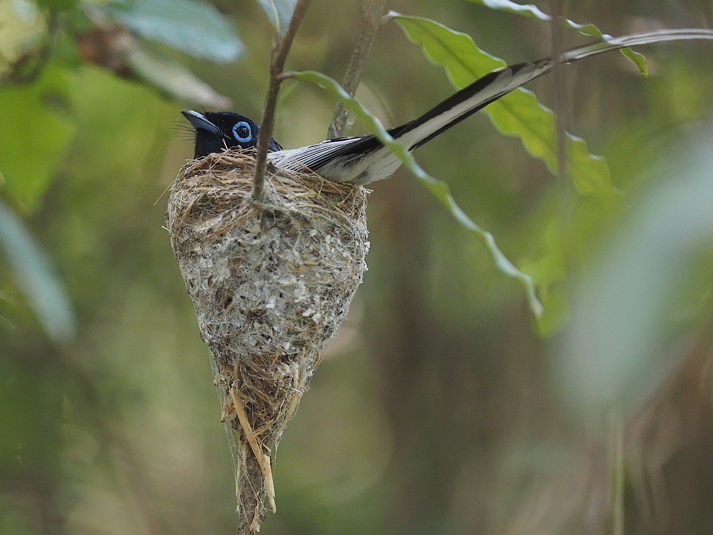 Malagasy Paradise-Flycatcher - ML638325863