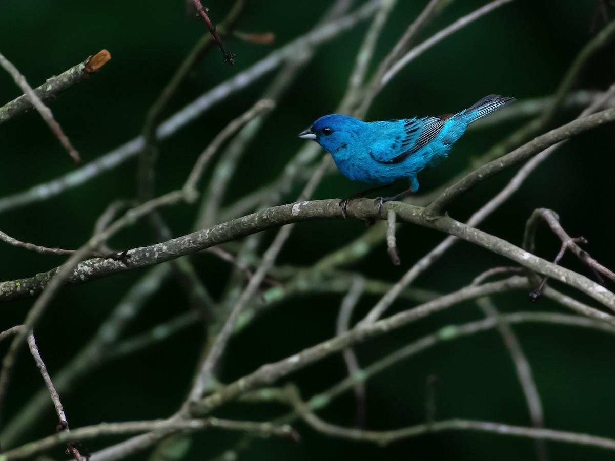 Indigo Bunting - ML638325867