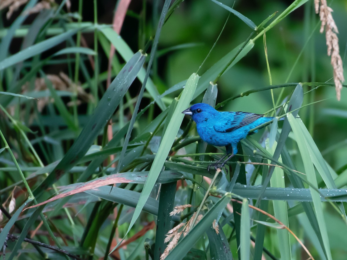 Indigo Bunting - ML638325868