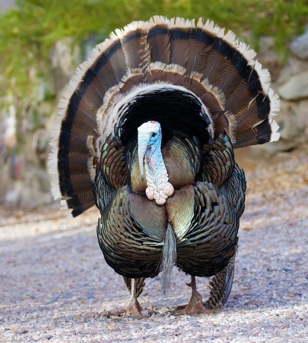 Wild Turkey - ML638325870